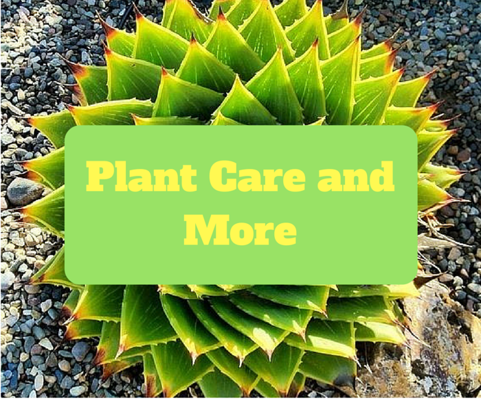Plant Care and More
